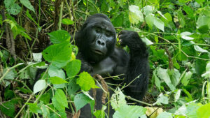 15 Days Game Viewing with Gorilla & Chimpanzee Tracking!