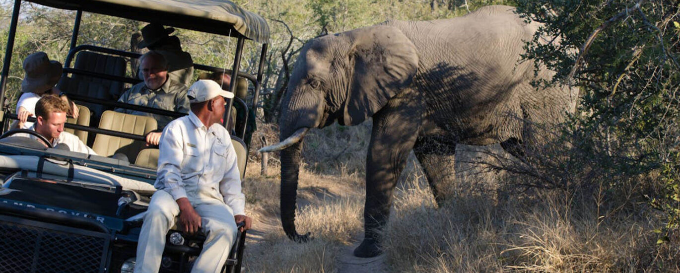 Top 10 Animals to Spot in Queen Elizabeth Park, Uganda