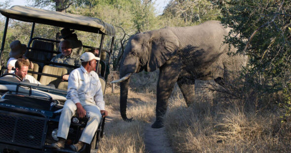 Top 10 Animals to Spot in Queen Elizabeth Park, Uganda