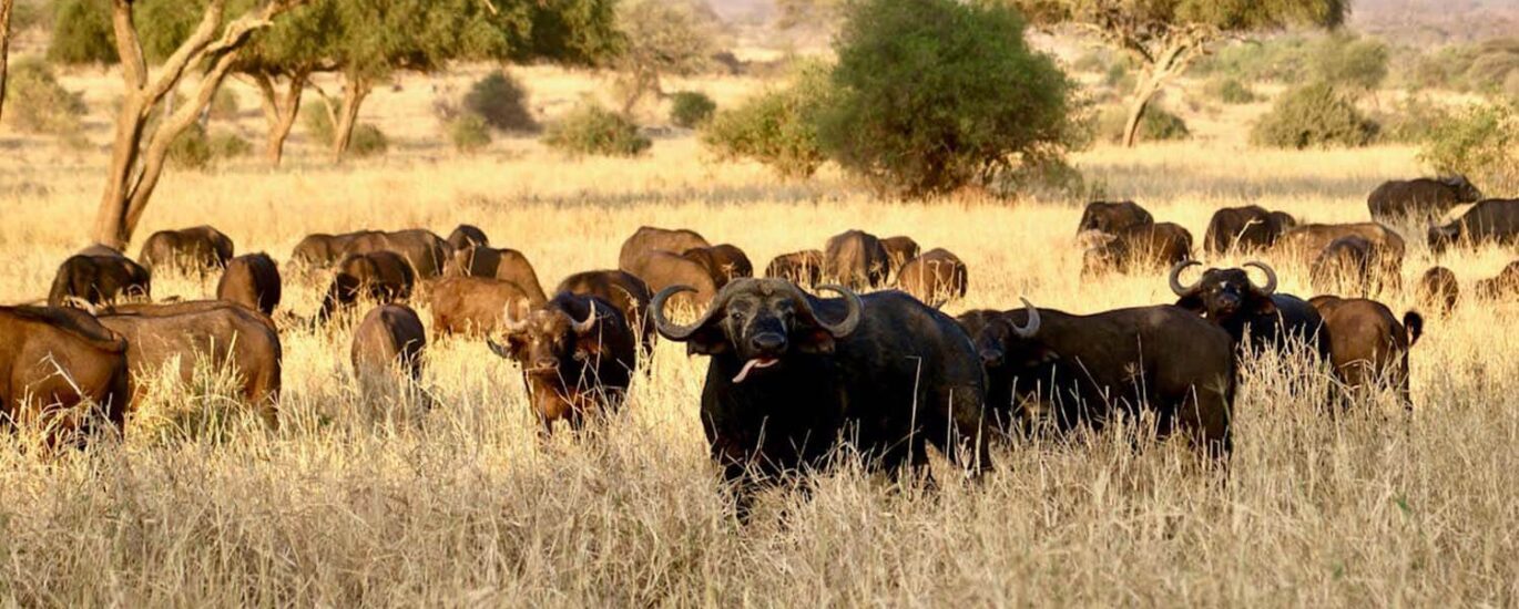 Top Big 5 Animals to Spot in Kidepo Valley National Park