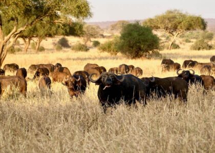 Top Big 5 Animals to Spot in Kidepo Valley National Park