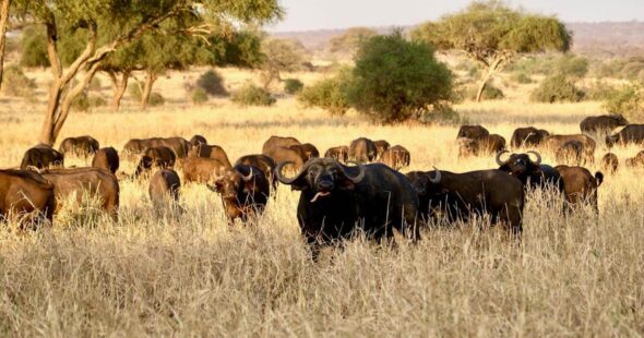 Top Big 5 Animals to Spot in Kidepo Valley National Park