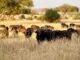Top Big 5 Animals to Spot in Kidepo Valley National Park