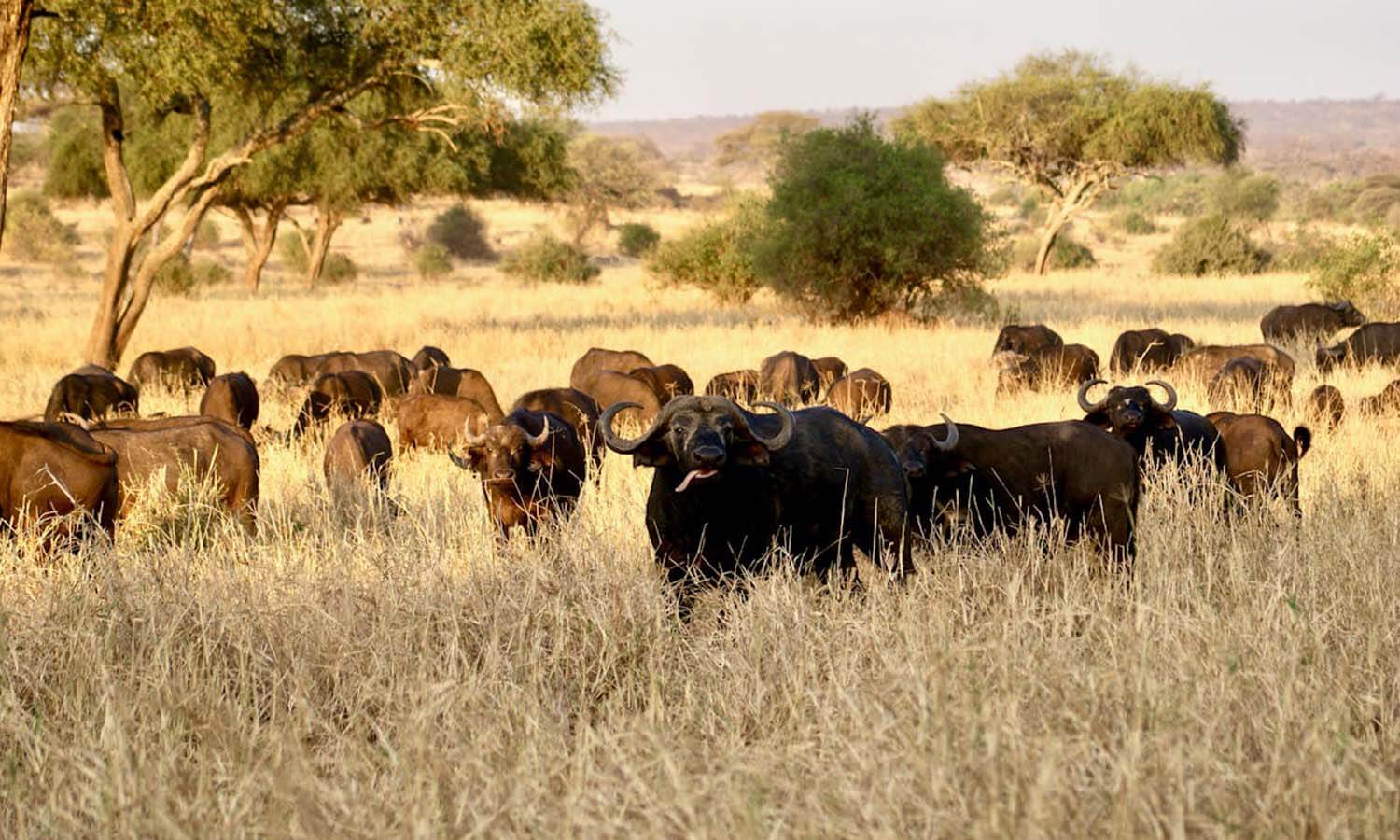Top Big 5 Animals to Spot in Kidepo Valley National Park