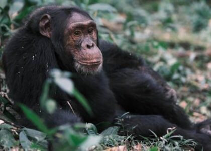 Top Tips for a Tour Trip to Mabamba Wetland Sanctuary