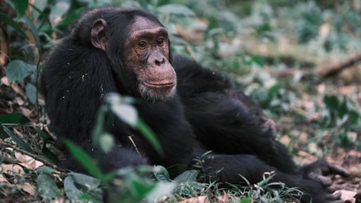 Top Tips for a Tour Trip to Mabamba Wetland Sanctuary