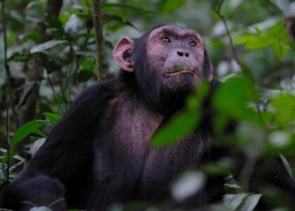 Gorillas and Chimpanzees Tracking Destination