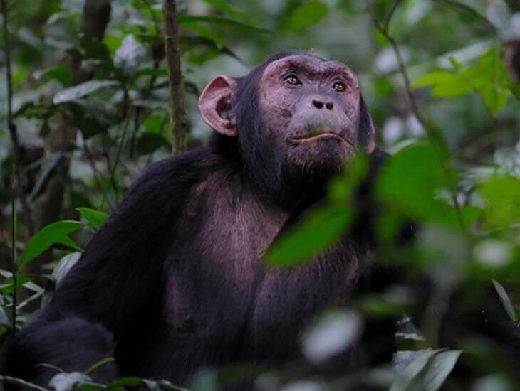 Gorillas and Chimpanzees Tracking Destination