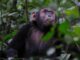 Gorillas and Chimpanzees Tracking Destination