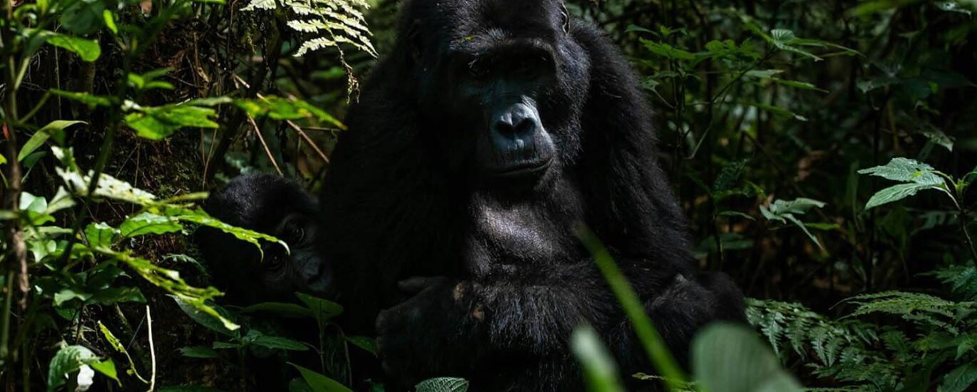 Gorilla Tracking in Mgahinga Gorilla National Park: A Lifetime Experience