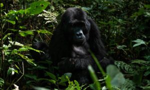 Gorilla Tracking in Mgahinga Gorilla National Park: A Lifetime Experience