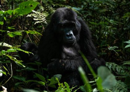Gorilla Tracking in Mgahinga Gorilla National Park: A Lifetime Experience