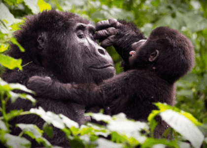 Beyond Gorillas: What Else Awaits in Bwindi Impenetrable Forest?