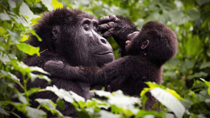 Beyond Gorillas: What Else Awaits in Bwindi Impenetrable Forest?