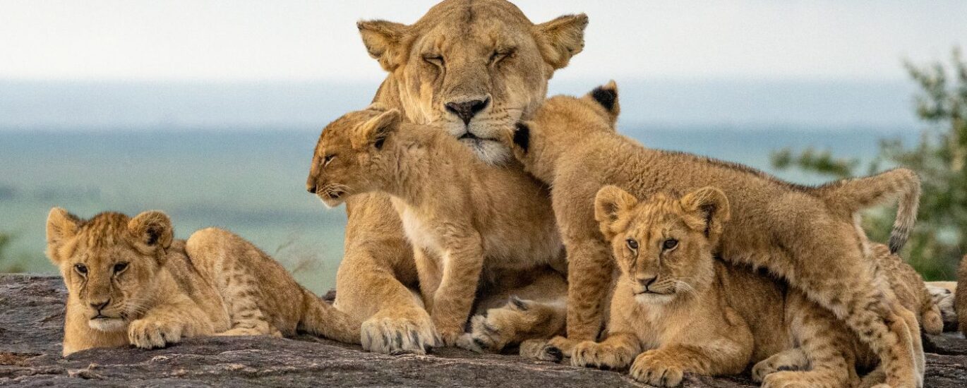 Terms & Conditions for Tanganyika Tours & Travel Ltd.